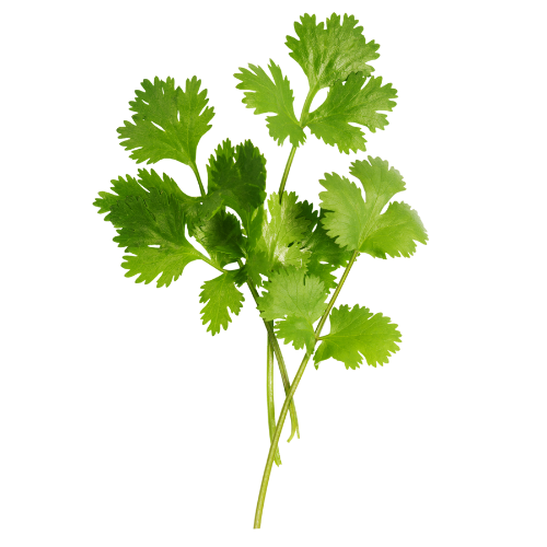 Cilantro